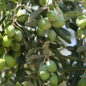 gemlik-olive-saplings-georgia