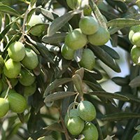 gemlik-olive-saplings-georgia-tbilisi