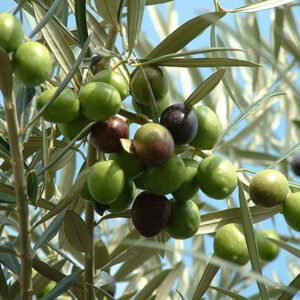 olive-sapling-georgia-gemlik-27